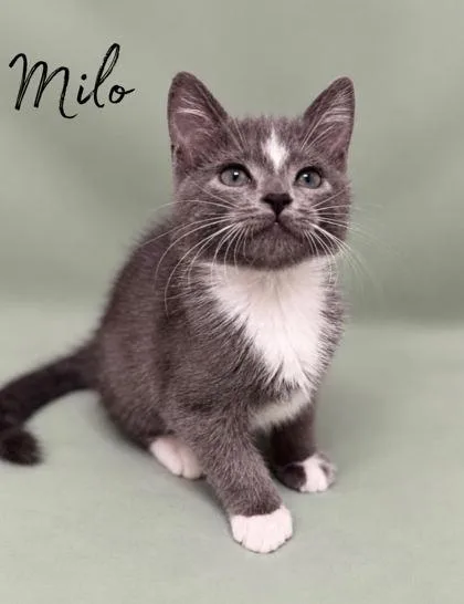 A baby small-sized male Domestic Short Hair cat named Milo for adoption in Morton Grove, IL