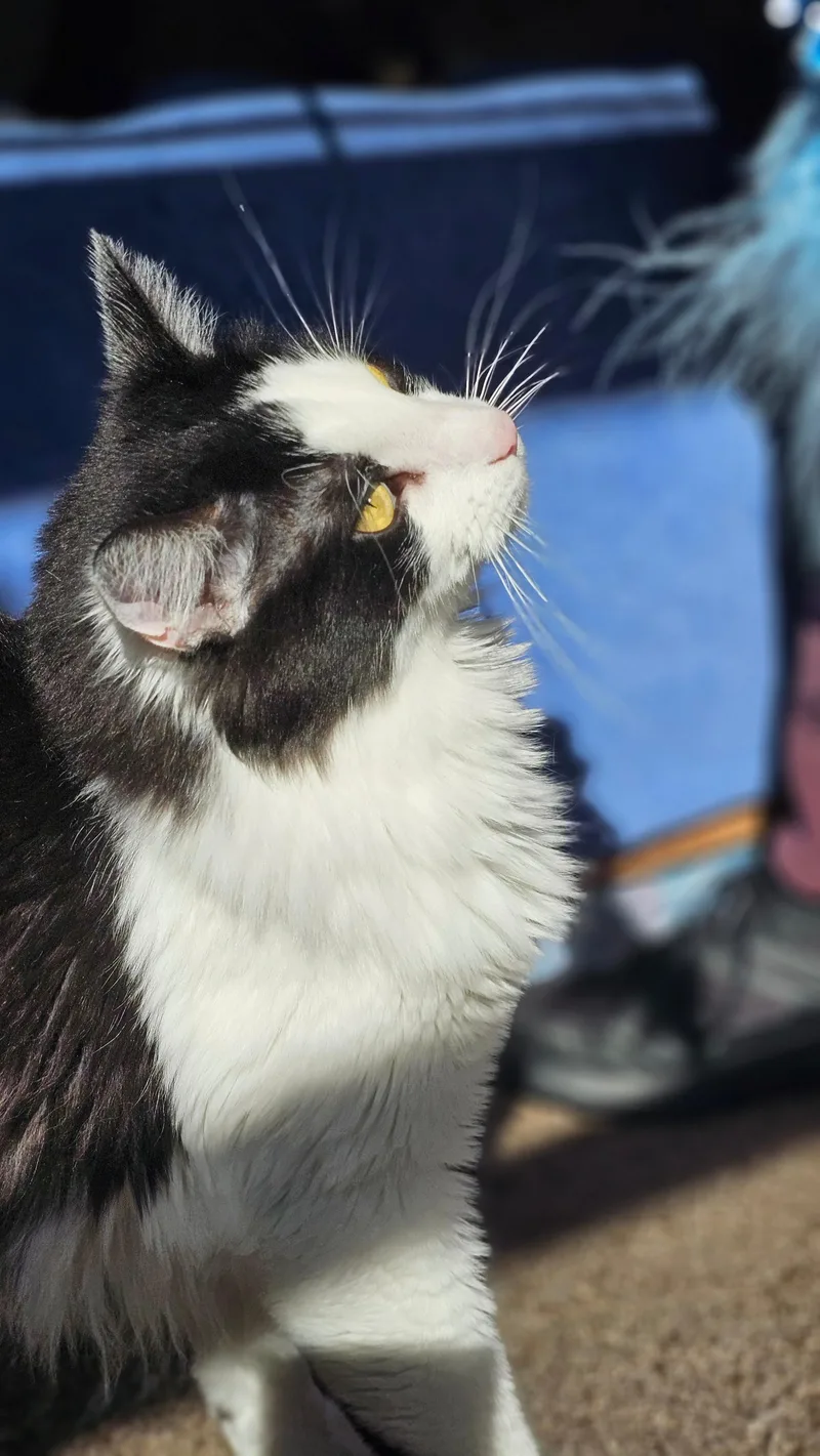 Toby thumbnail 6