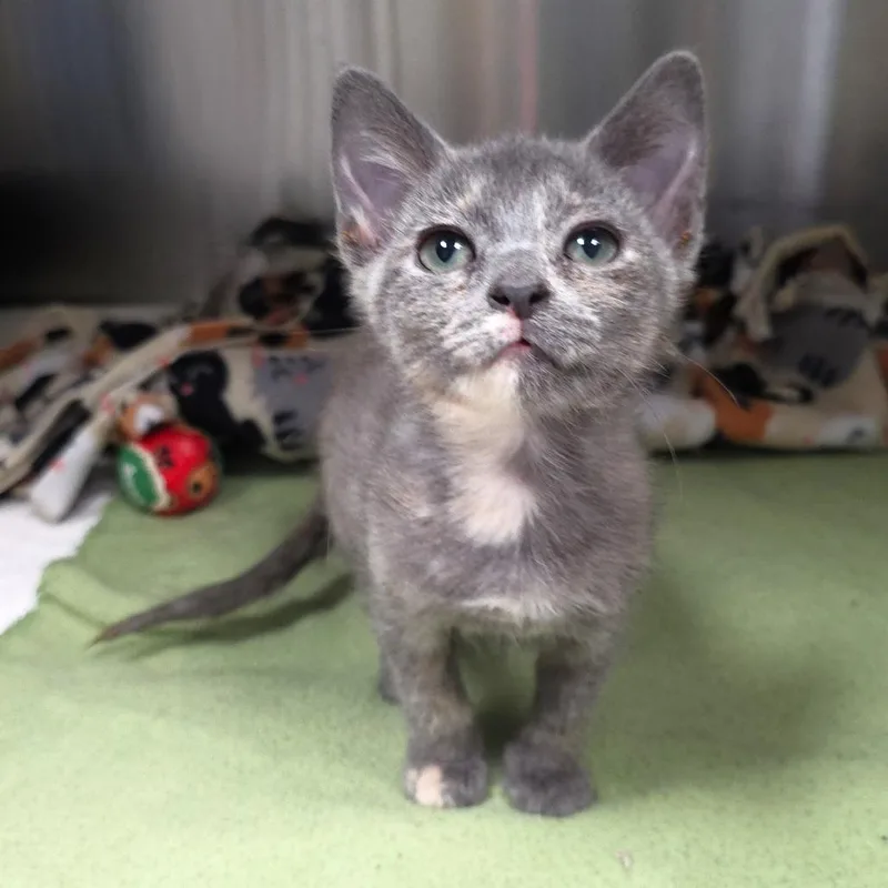 A baby small-sized female Tortoiseshell Domestic Short Hair cat named Justice for adoption in Michigan City, IN