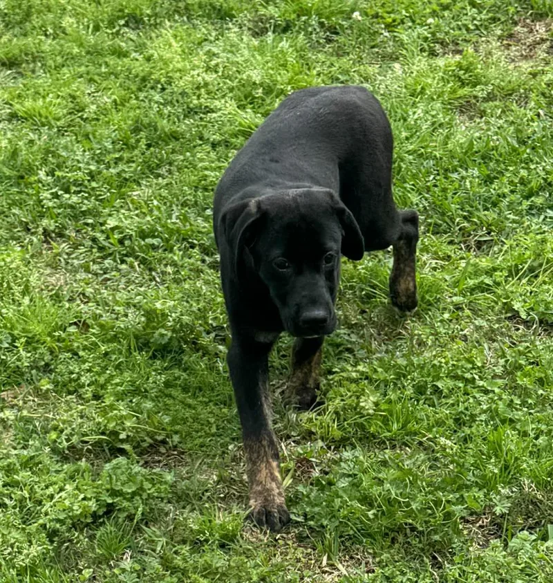A baby large-sized male Mixed Breed dog named Boss for adoption in Fond Du Lac, WI