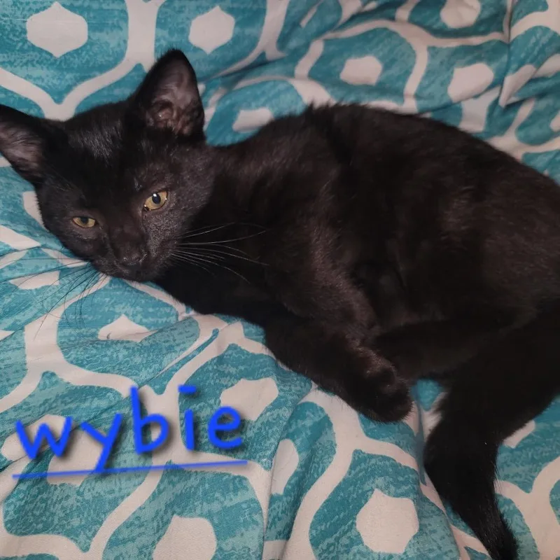 Wybie