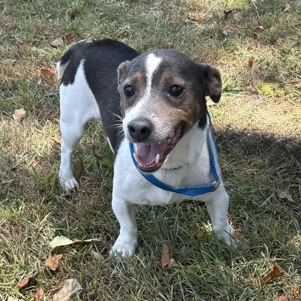 An adult small-sized male Gray / Blue / Silver Jack Russell Terrier dog named Bama for adoption in Valdosta, GA