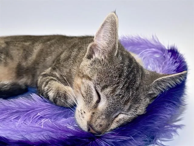 A young medium-sized female Domestic Short Hair cat named Amethyst for adoption in Fort Lauderdale, FL