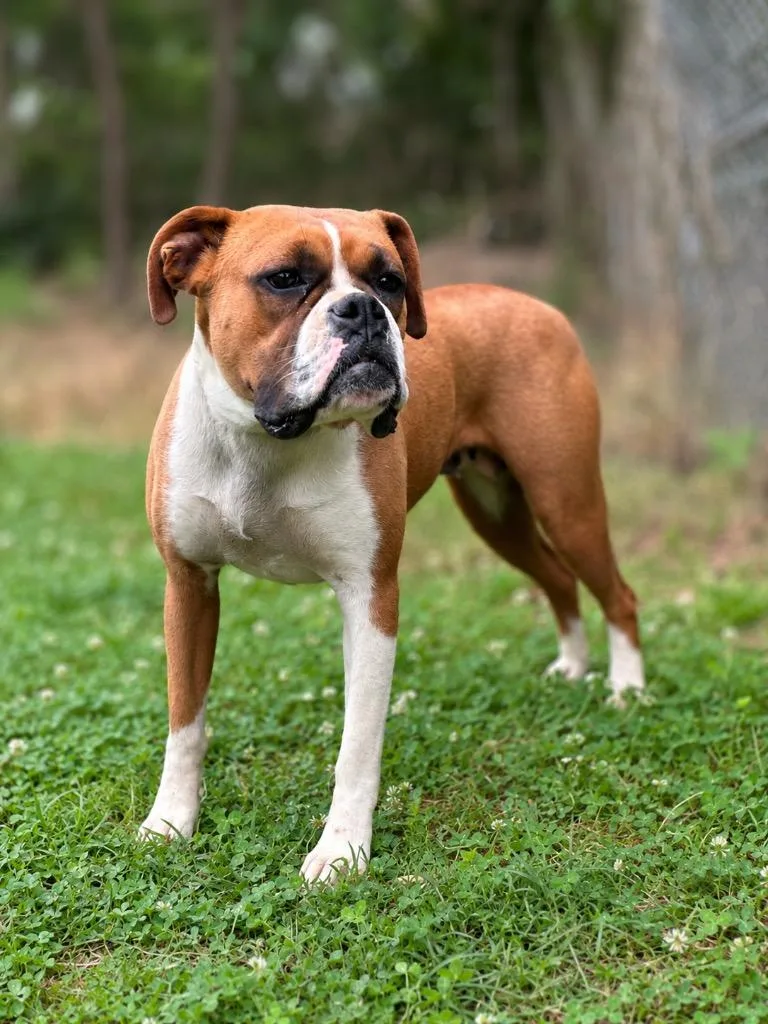 A young medium-sized female Boxer dog named Autumn for adoption in Russellville, KY