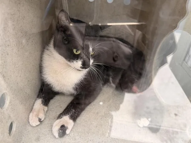 A young large-sized female Domestic Short Hair cat named Sasha for adoption in Baldwin Park, CA