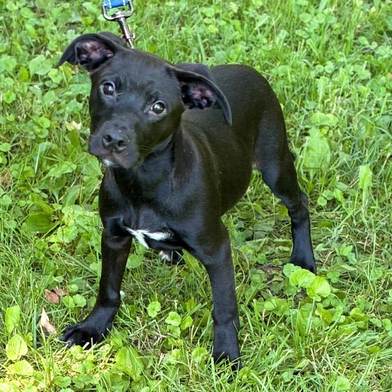 Nash