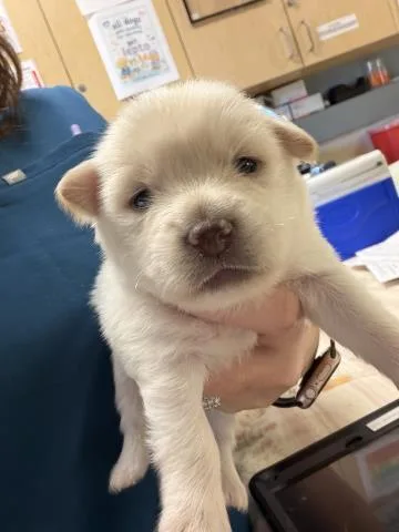 A baby small-sized male Terrier dog named Muffin for adoption in Riverside, CA