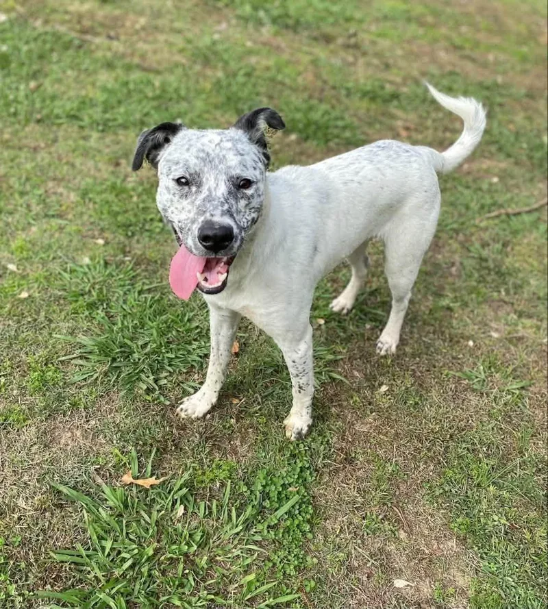 A young medium-sized male Australian Cattle Dog / Blue Heeler dog named Marshmallow for adoption in Pembroke, MA