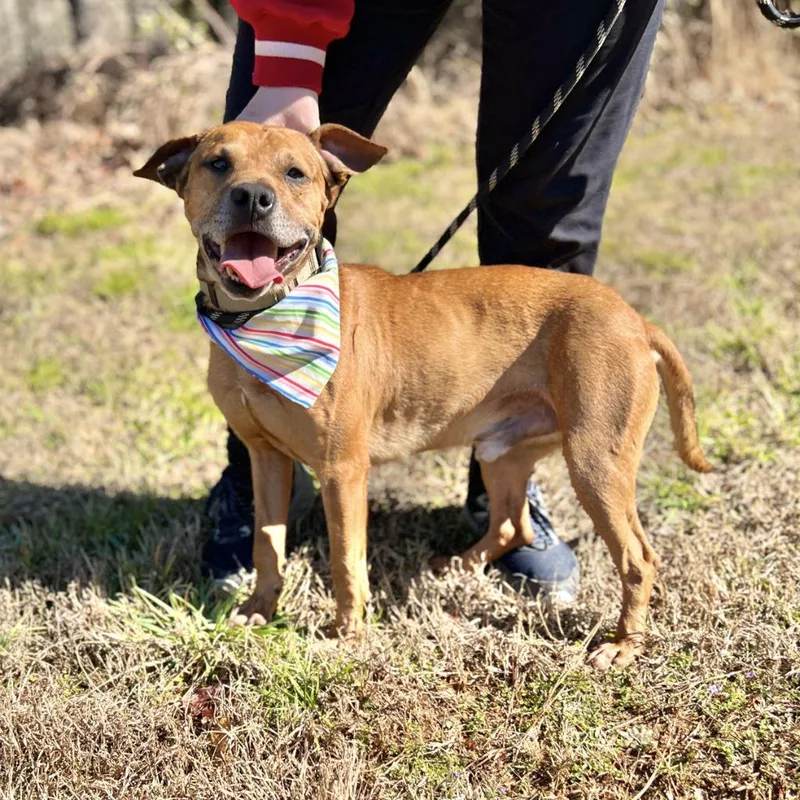 An adult medium-sized male Mixed Breed dog named Scooby for adoption in Ellijay, GA