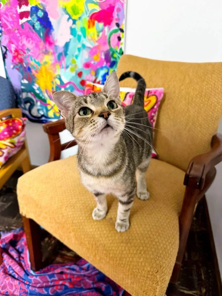 A young medium-sized female Domestic Short Hair cat named Moonstone for adoption in Effingham, IL