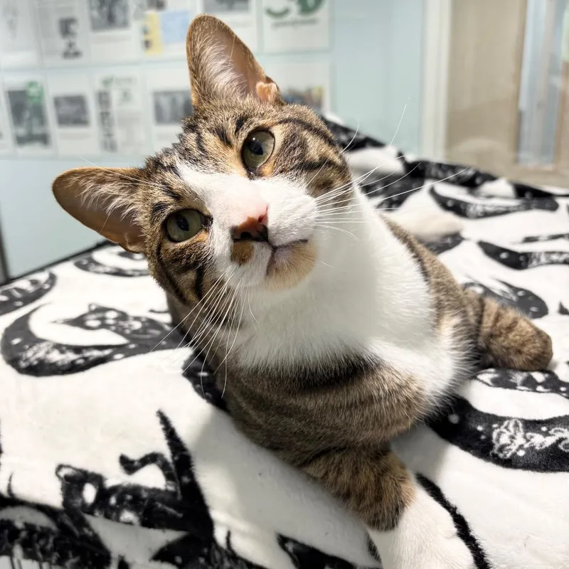 An adult large-sized male Domestic Short Hair cat named Tyson for adoption in East Hampton, NY