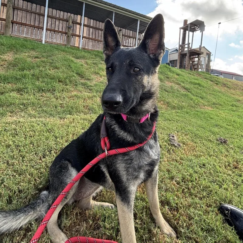 An adult large-sized female Black Belgian Shepherd / Sheepdog dog named Kora for adoption in Floresville, TX