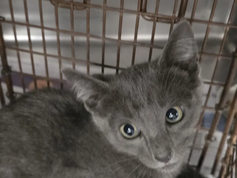 A baby small-sized female Domestic Short Hair cat named Reba for adoption in Chatsworth, CA