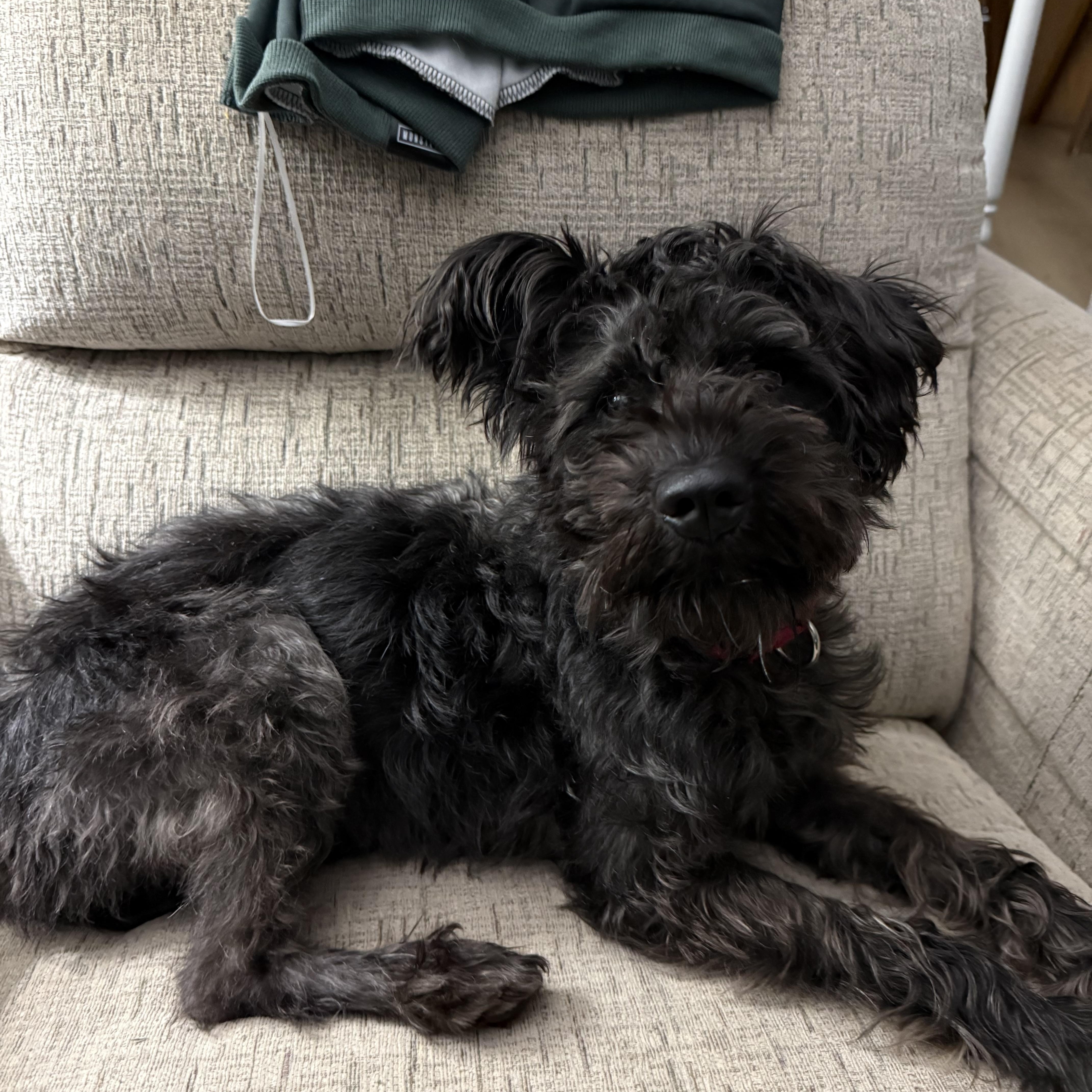 An adult small-sized female Standard Poodle dog named Lunar for adoption in Oswego, IL