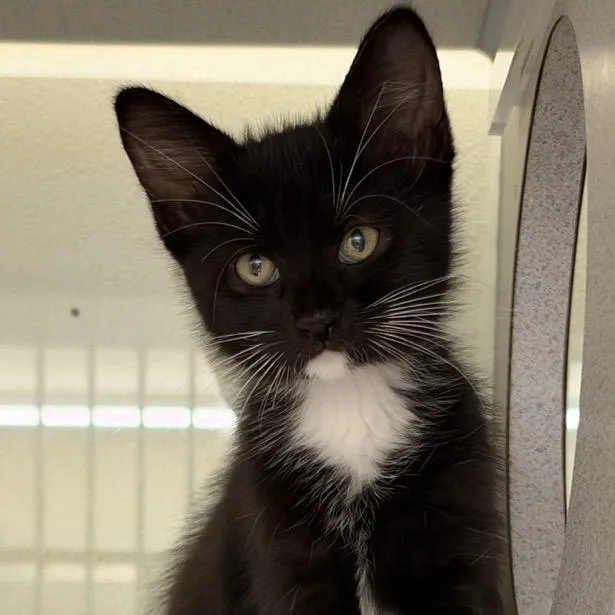 A baby small-sized male Black Domestic Medium Hair cat named Hawking for adoption in Colorado Springs, CO
