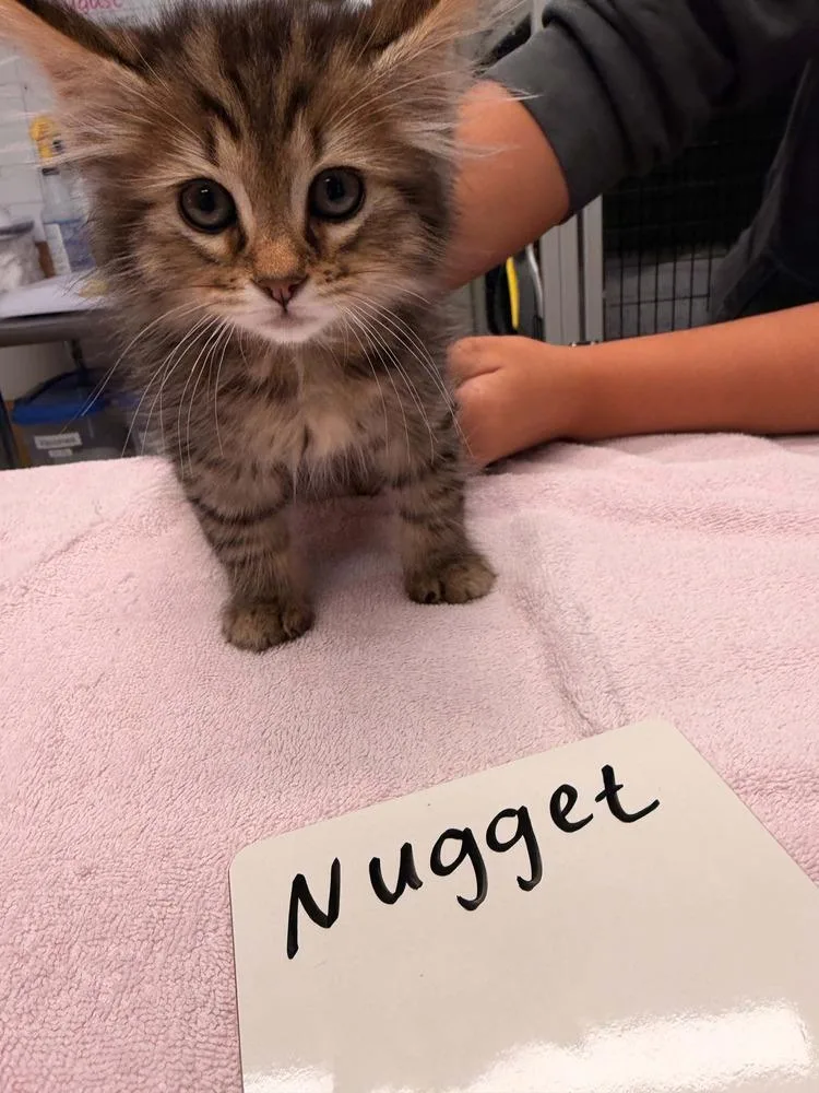A baby small-sized male Brown / Chocolate Domestic Medium Hair cat named Nugget for adoption in Vancouver, WA
