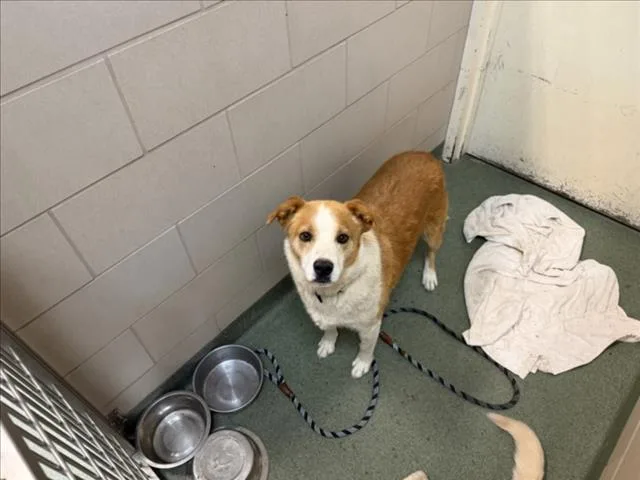An adult medium-sized female Mixed Breed dog named Jane for adoption in Santa Fe, NM