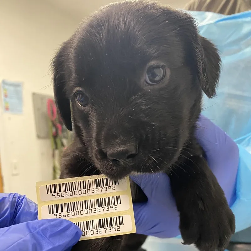 A baby small-sized female Black Mixed Breed dog named Bailey Nune for adoption in Charleston, WV