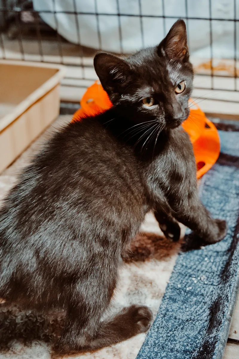 A young medium-sized male Black Domestic Short Hair cat named Bob for adoption in Le Mars, IA