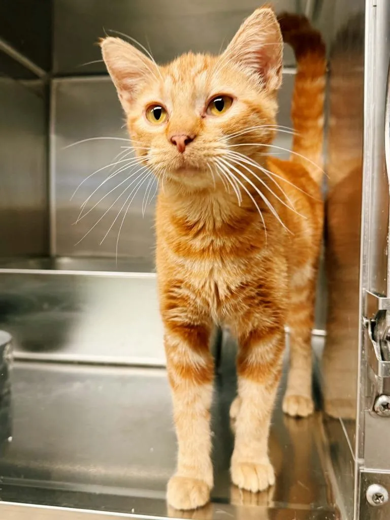 A baby small-sized male Domestic Short Hair cat named JackOLantern for adoption in Effingham, IL