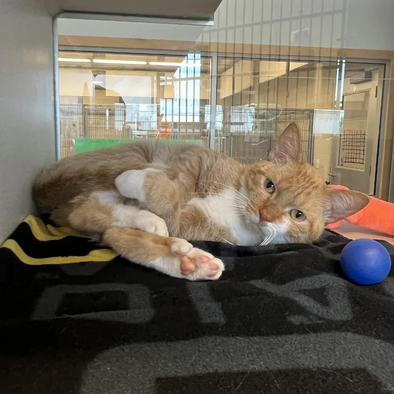An adult small-sized male Orange / Red Domestic Short Hair cat named Ernest for adoption in Cedar Rapids, IA