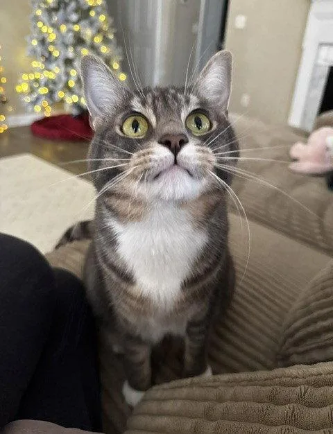 A young medium-sized male Domestic Short Hair cat named Lucky for adoption in Nashville, TN