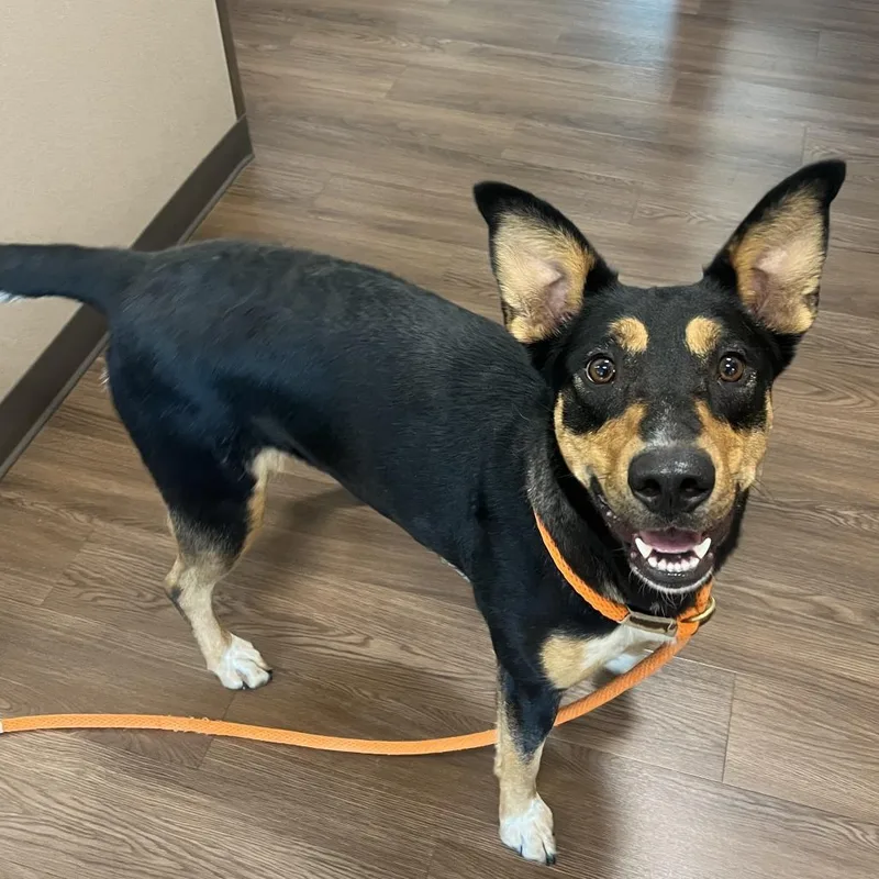 A young medium-sized female Black German Shepherd Dog dog named Marigold for adoption in Nashville, IN