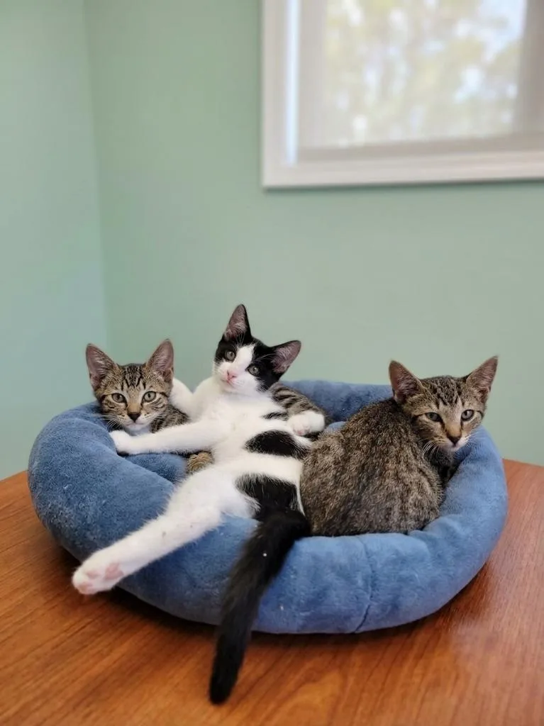 A baby small-sized male Tabby cat named Woodley for adoption in San Pedro, CA