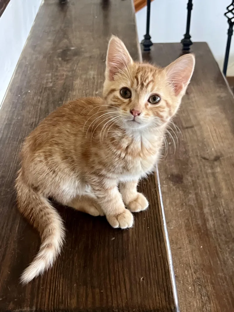 Boo & Lou thumbnail 2