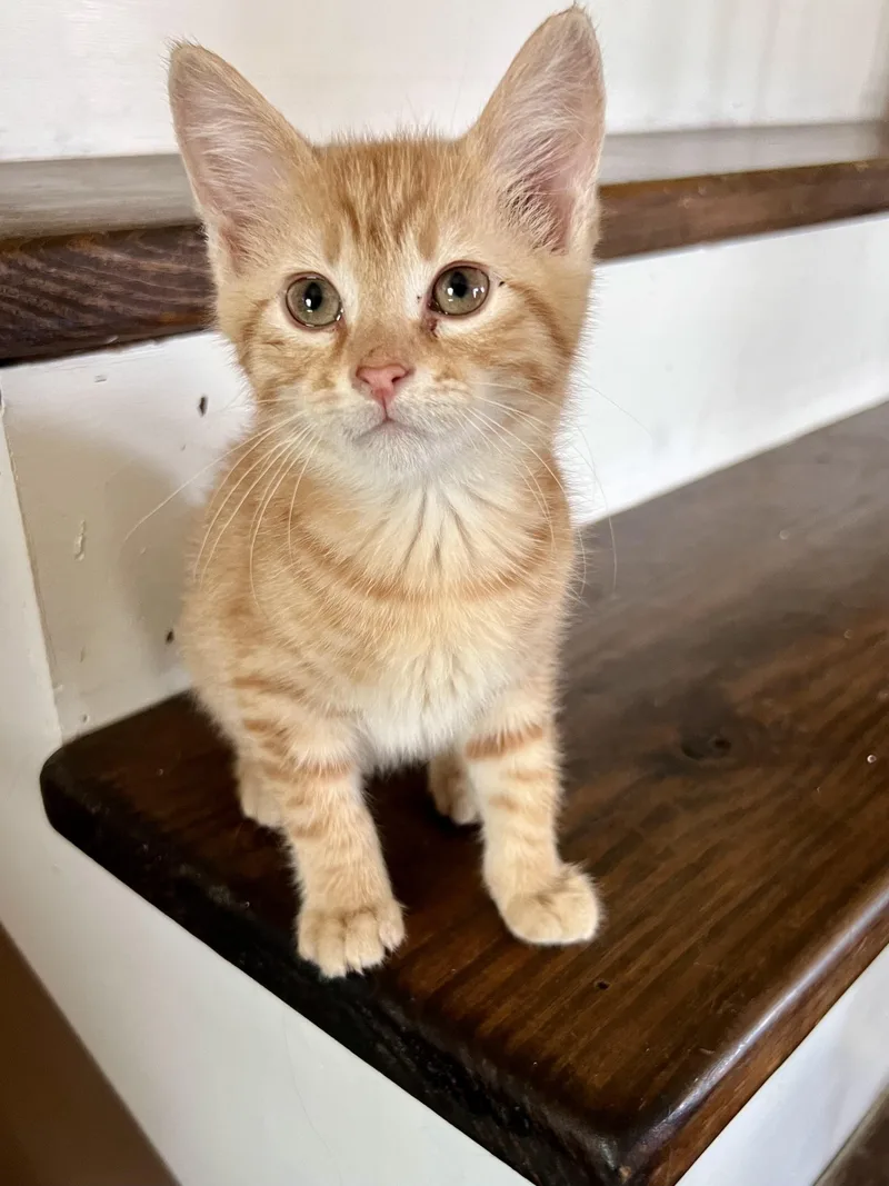 Boo & Lou thumbnail 3