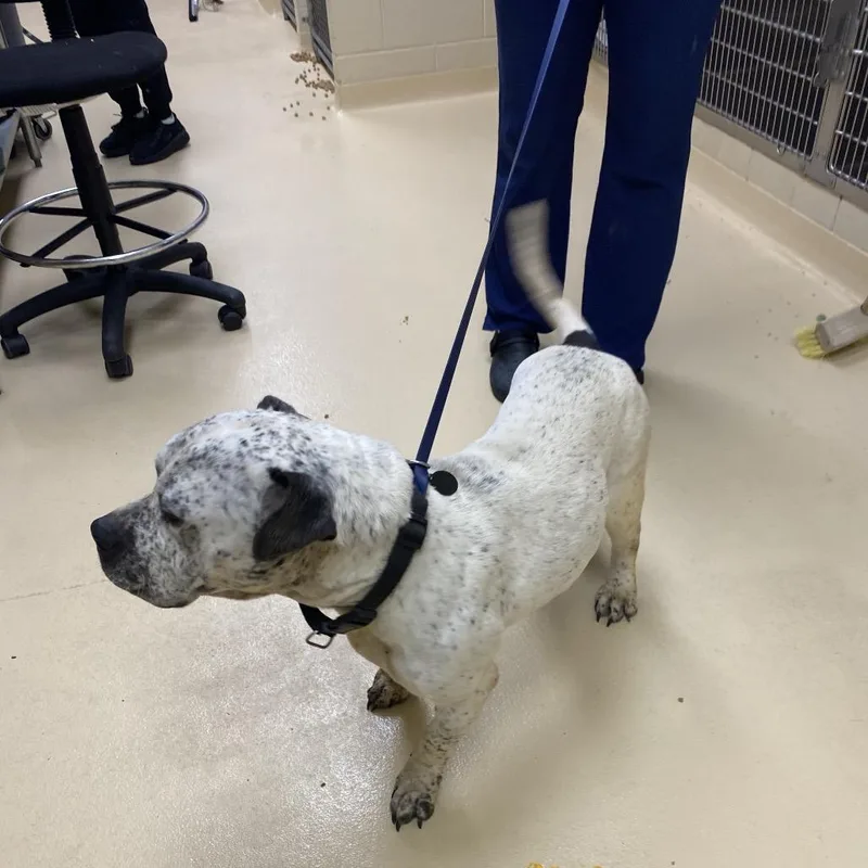An adult large-sized male White / Cream Mixed Breed dog named Matt for adoption in Winston-Salem, NC