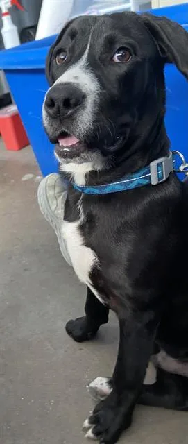 A young large-sized male Mixed Breed dog named Mark for adoption in Dallas, TX