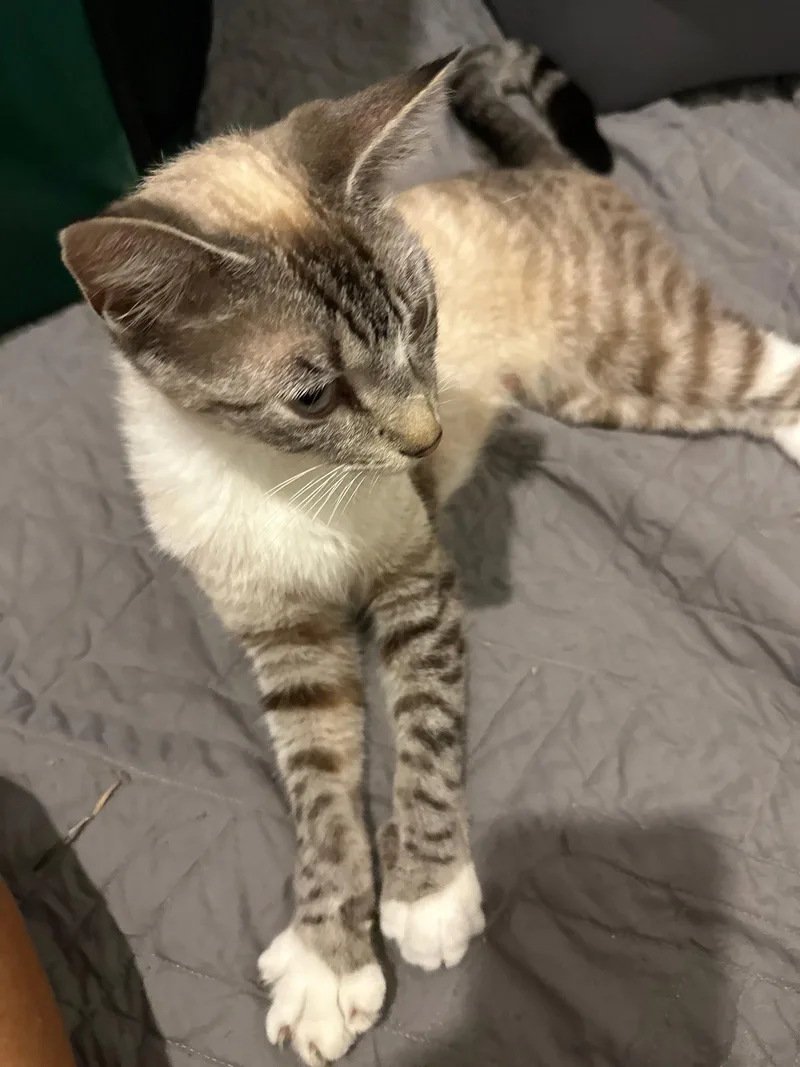 An adult medium-sized female Siamese cat named Candy for adoption in Royal Palm Beach, FL