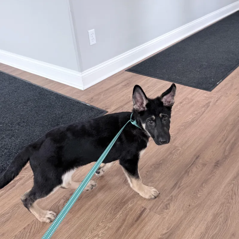 A baby medium-sized male German Shepherd Dog dog named Titan for adoption in Olive Branch, MS
