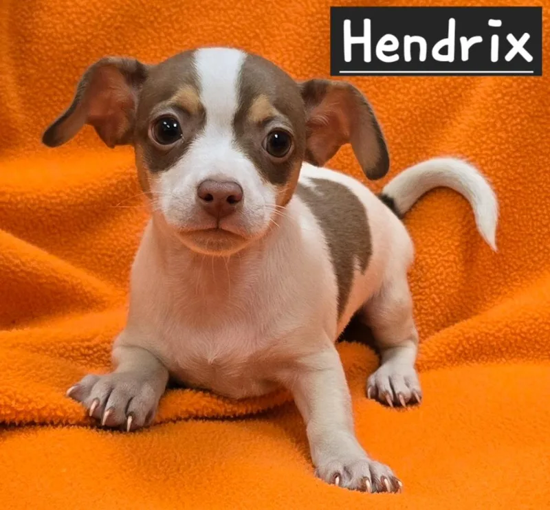 Hendrix thumbnail 2