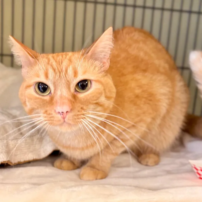 An adult medium-sized male Orange / Red Domestic Short Hair cat named Cootie for adoption in Enid, OK