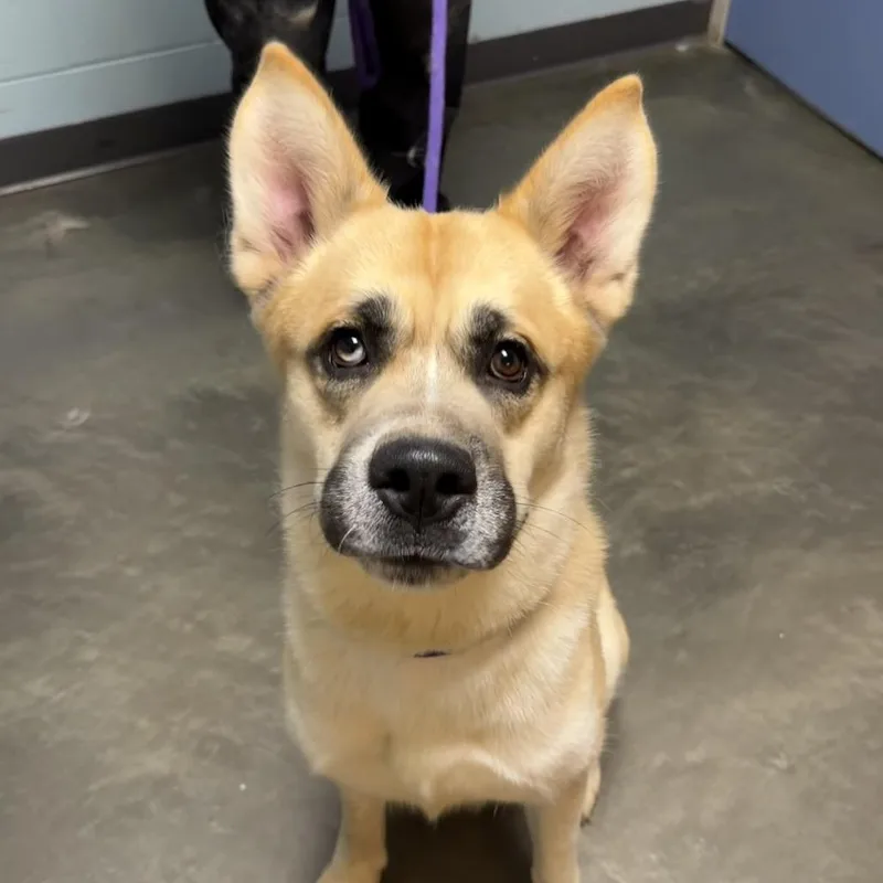 A young large-sized male Golden Mixed Breed dog named Duck Duck Goose for adoption in DeKalb, IL