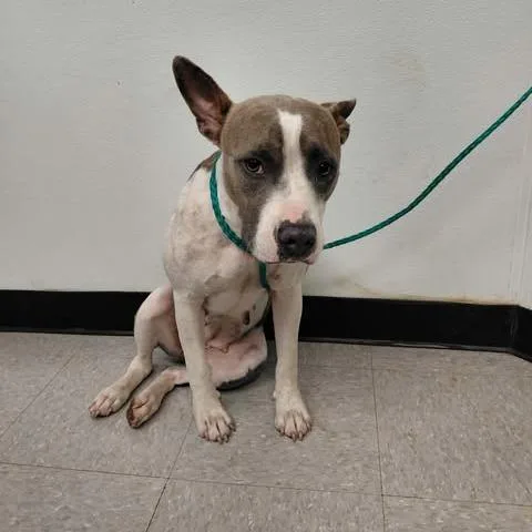 A young medium-sized female Pit Bull Terrier dog named Skye for adoption in Bastrop, TX