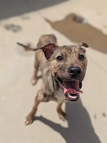A young medium-sized female Pit Bull Terrier dog named Crispin for adoption in Dayton, OH