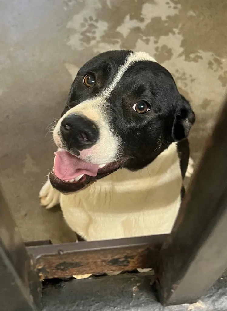 A baby large-sized female Mixed Breed dog named Moo Moo for adoption in Murray, KY