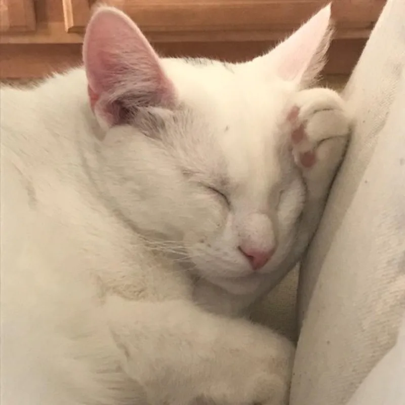 A senior small-sized male White American Shorthair cat named Snowflake for adoption in Temecula, CA