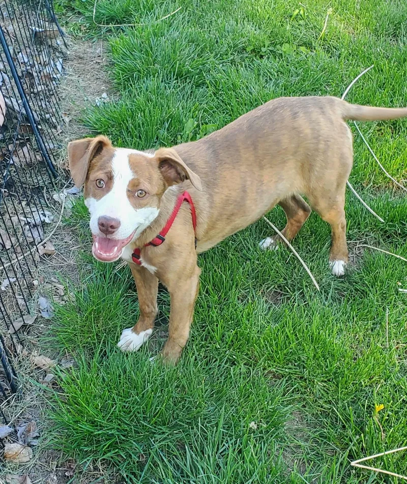 A young medium-sized female Labrador Retriever dog named Maple for adoption in Lewiston, ID