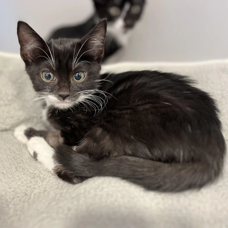A baby small-sized female American Shorthair cat named Bowes for adoption in Hull, MA