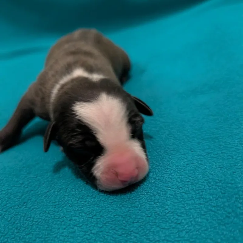 A baby small-sized female Black Terrier dog named Clementine for adoption in Jasper, IN