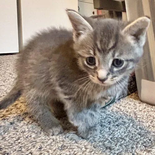A baby small-sized male Tabby (Gray / Blue / Silver) Domestic Short Hair cat named Touse for adoption in Fishers, IN