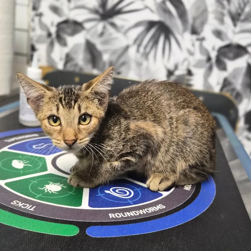 A baby small-sized male Brown / Chocolate Domestic Short Hair cat named Worm for adoption in Wahiawa, HI