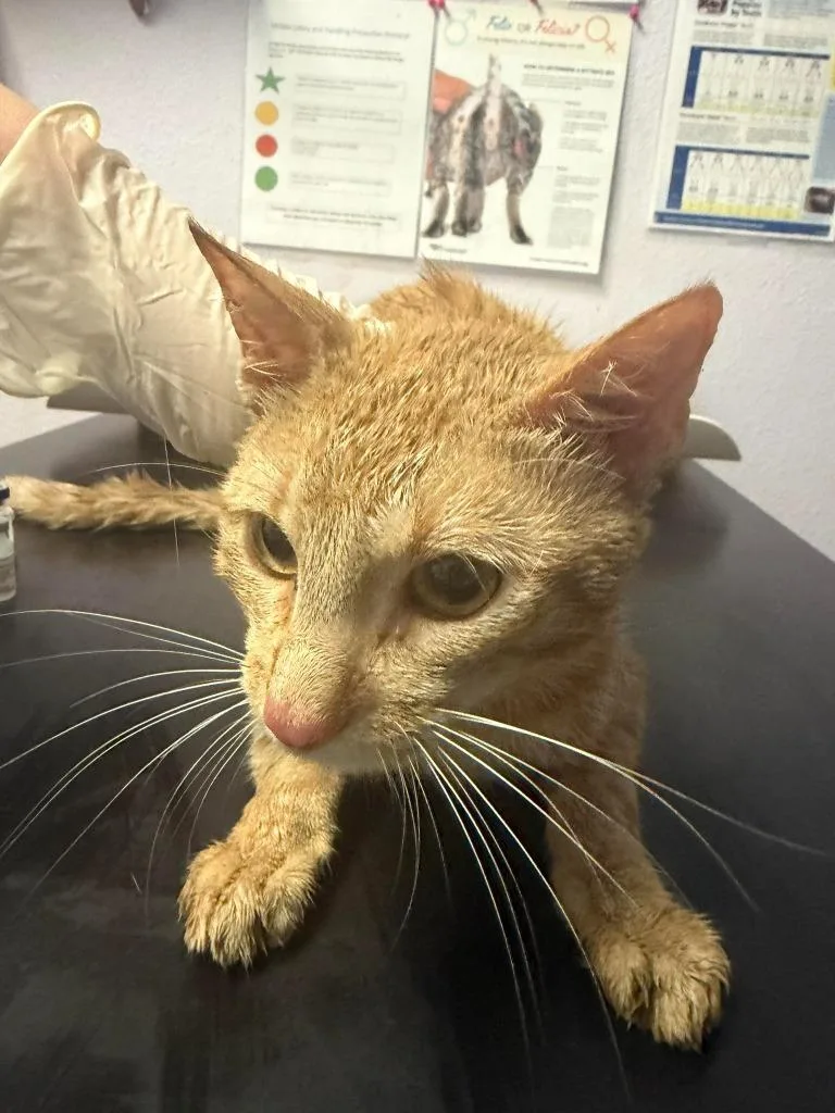 A young medium-sized male Domestic Short Hair cat named Rugrat for adoption in New Braunfels, TX