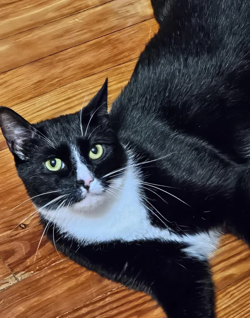 An adult medium-sized male Black & White / Tuxedo Domestic Short Hair cat named Samson XP for adoption in Nutley, NJ