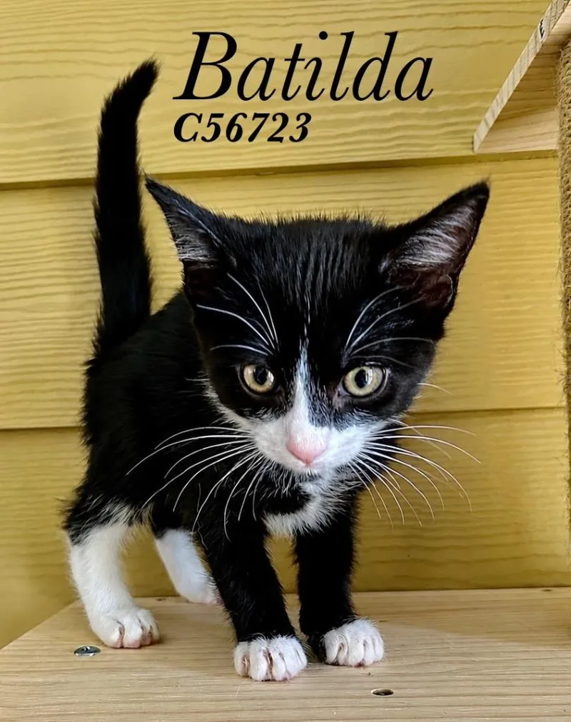 Batilda