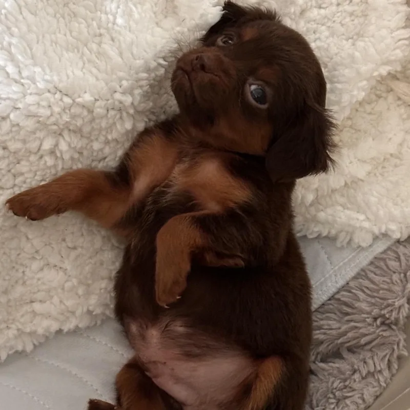 A baby small-sized male Brown / Chocolate Mixed Breed dog named Coming Soon French Toast for adoption in Goodlettsville, TN